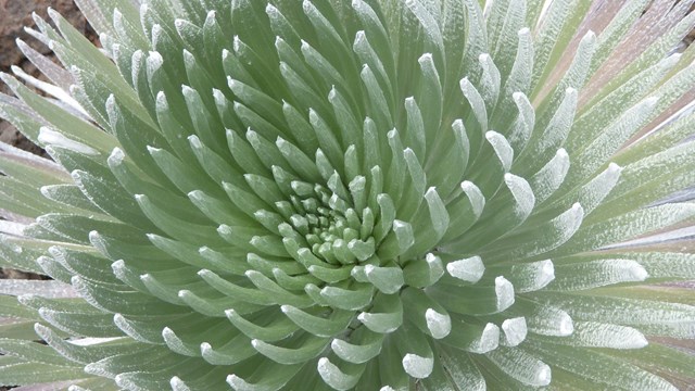 Silver spiky leaves of a sliversword plant