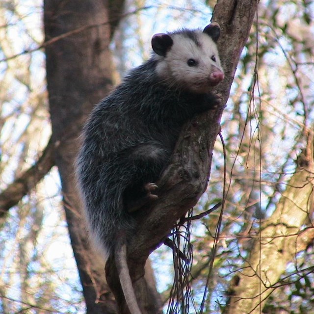 Opossum