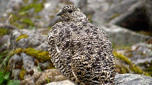 White-tailed Ptarmigan