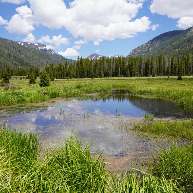 Ponded water in a wetland with mountains in the background.