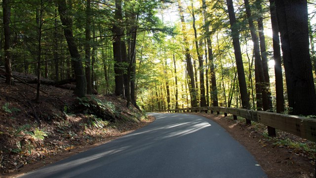 winding road through the forest