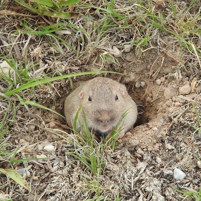 A Plains pocket gopher peeks out of its burrow