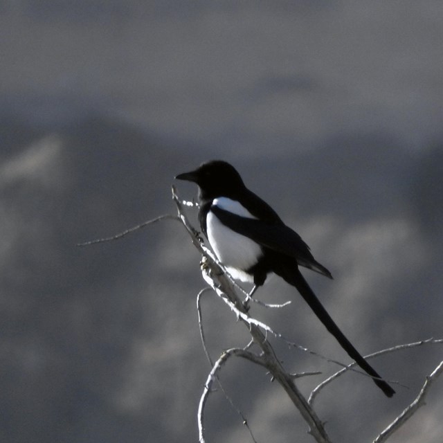 A bird is perched on a tree branch.