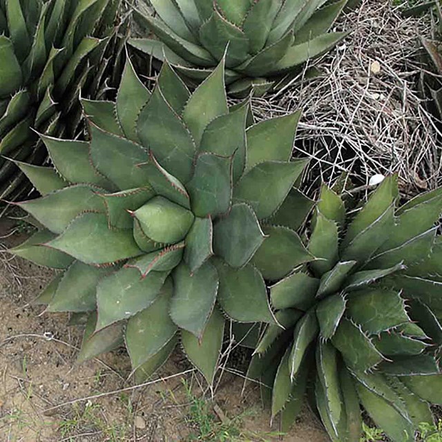 A beautiful agave.