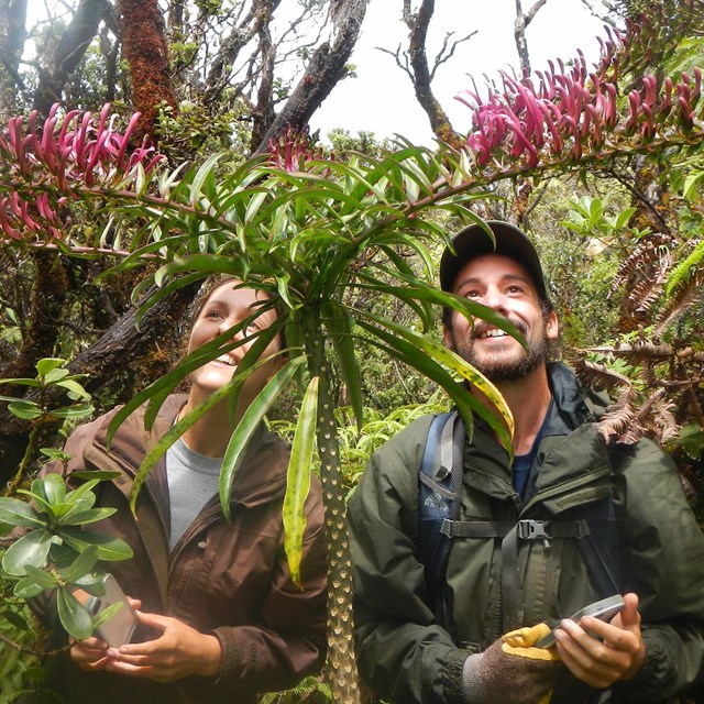 Two people in a lush forest examining the same plant.