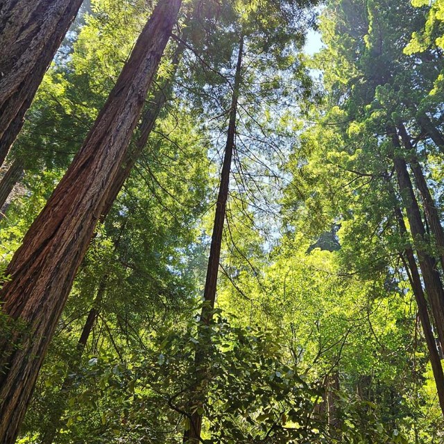 A view of a group of tall trees from below, sunlight illuminating their vibrant green leaves.