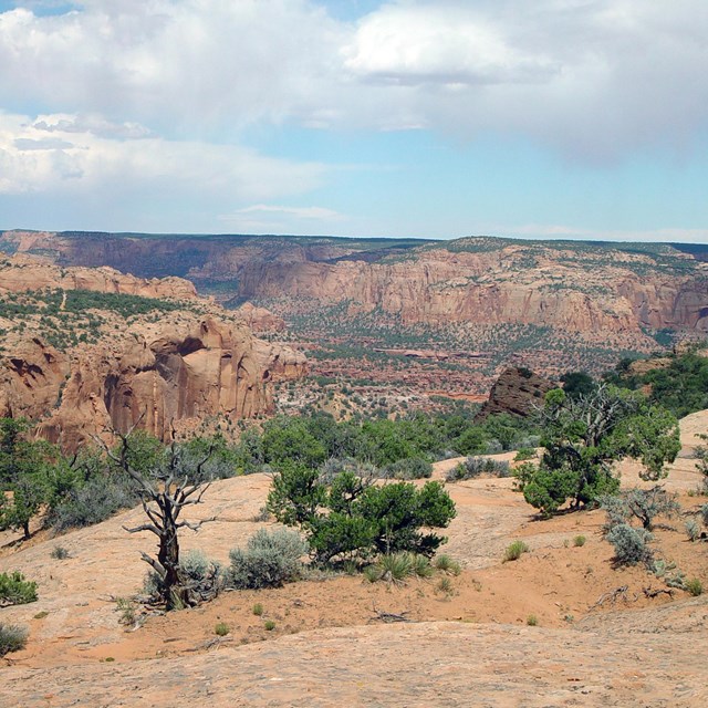 Pinyon-juniper woodlands overlooking a wide canyon