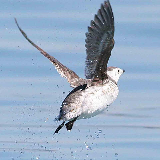 A murrelet takes flight from the surface.