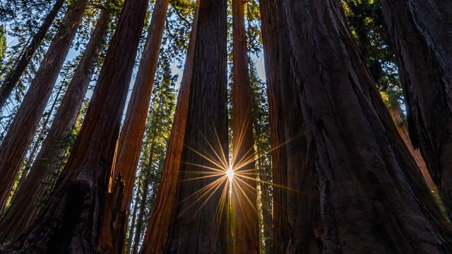 Sunlight shines through the tall trees.