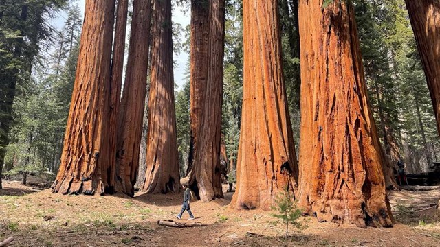 A person walks through tall trees.