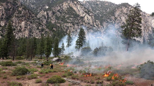 Fire crews work in a field causing smoke to go up into the trees.