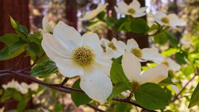 White dogwood tree blossoms, with giant red trunks of sequoia trees in the background.