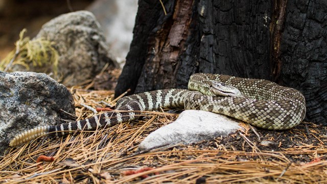 Western Pacific Rattlesnake curled in pine needles at base of charred tree.