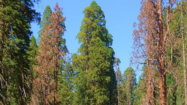 A grove giant sequoias, with standing dead and live trees.