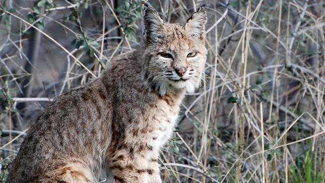 A bobcat sits among dry shrubs