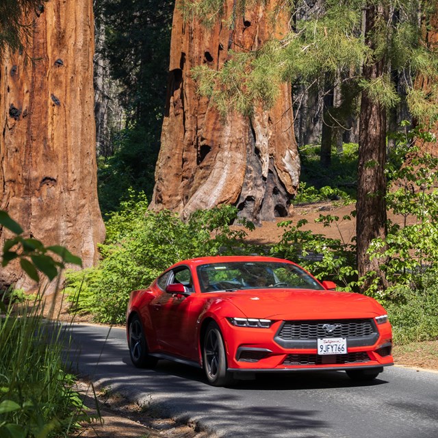 A red car drives through large sequoia trees.