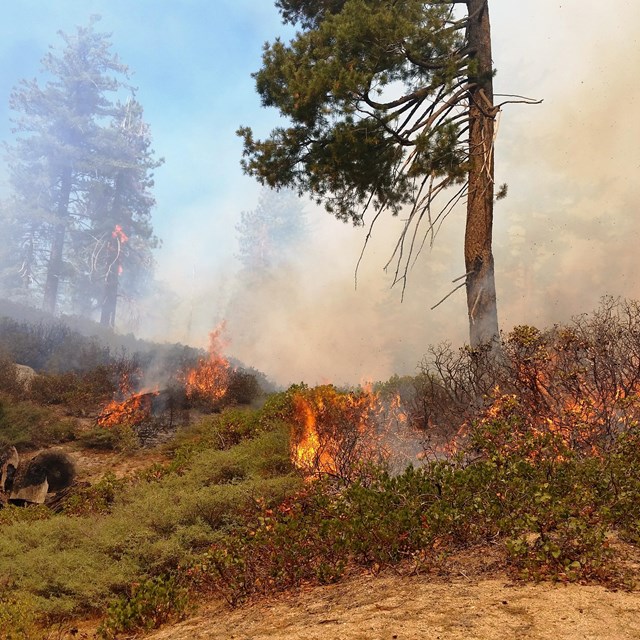 A prescribed burn in Kings Canyon National Park