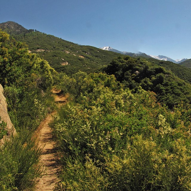 Hot, dry summers shape the foothill landscape