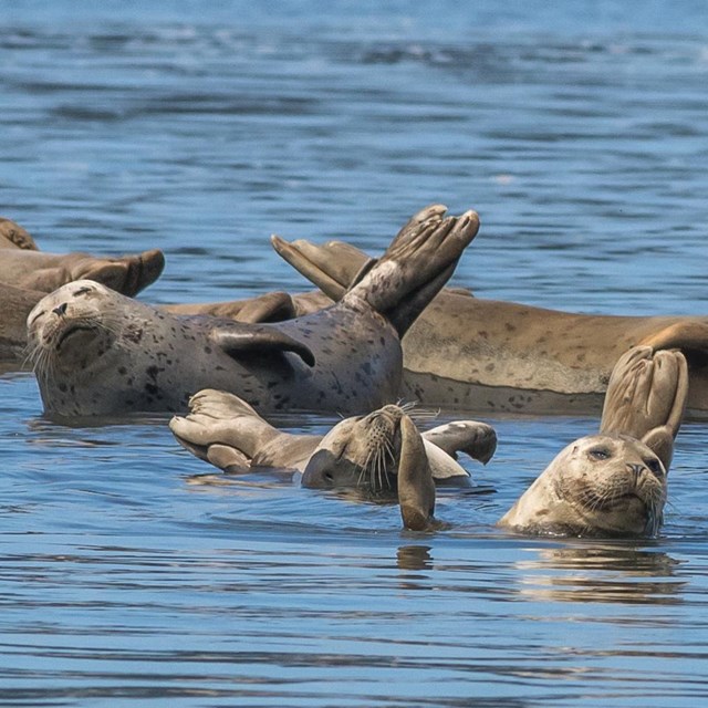 Biologist and volunteer looking through a scope and recording harbor seal data