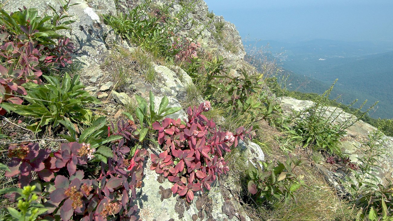 A landscape looking over distant mountains with a rock outcrop protruding out of a nearby mountain.