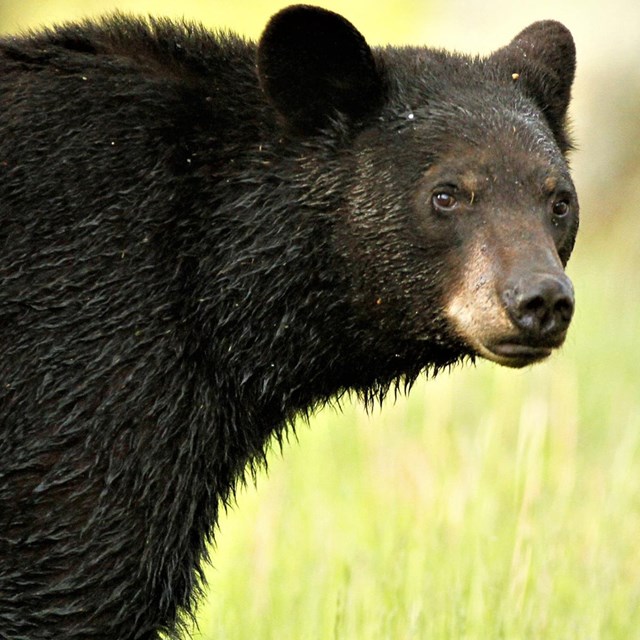 A large black bear against a backdrop of bright green grass.