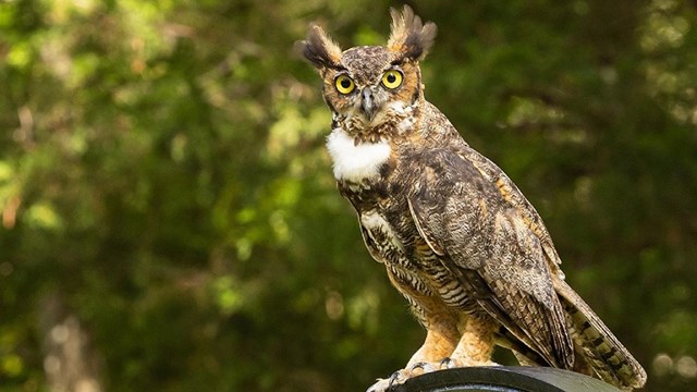 Brown owl perched on cannon carriage wheel.  