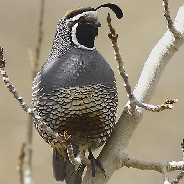 California quail, sitting on a branch