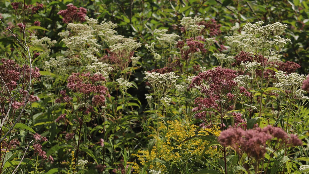 Small pink and white flower crowns stand in front of a wall of vegetation
