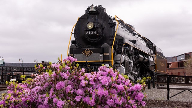 An azalea bush blooms with a large locomotive in the background