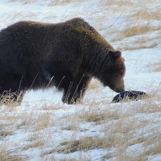 A bear noses a sea otter carcass.