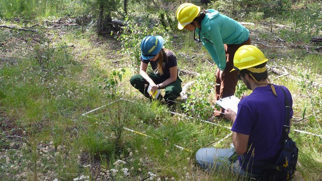 Integrated upland vegetation and soils monitoring plot at Bandelier NM