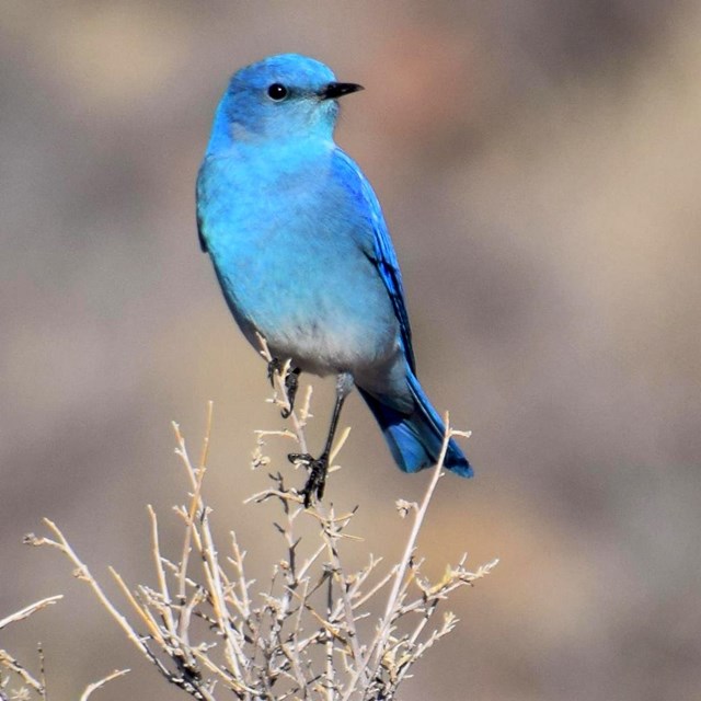 A brightly colored mountain bluebird perched atop a shrub