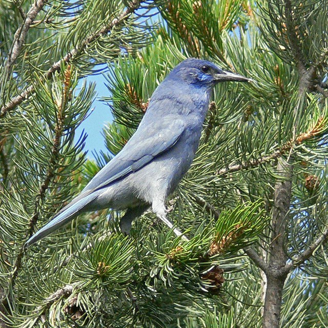 Pinyon Jay