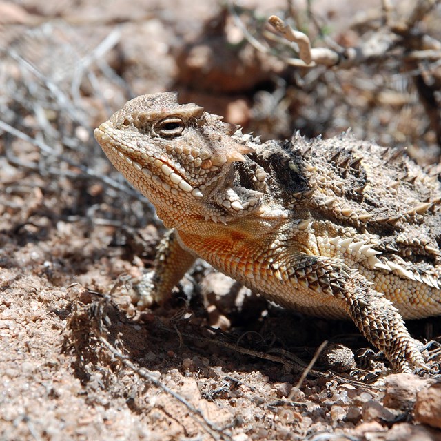 Short-horned Lizard