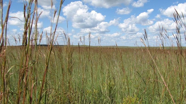 Photo looks through close-up tallgrass. Sky with clouds and prairie in background.