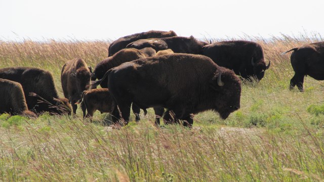 A small herd of bison roam the prairie. Adults and young bison are present.