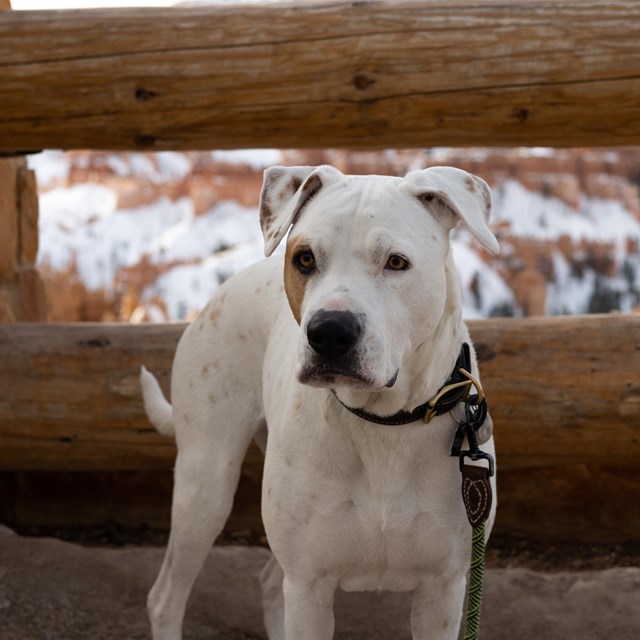 A white dog stands on pavement in front of wooden railings.