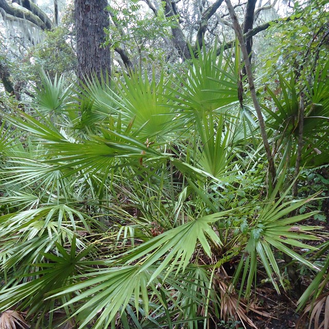  palmetto bushes