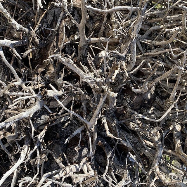 driftwood up close 