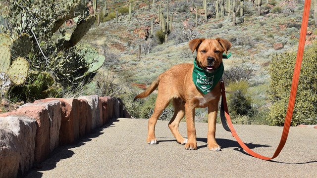 A tan dog on a leash on a paved trail next to cactus.