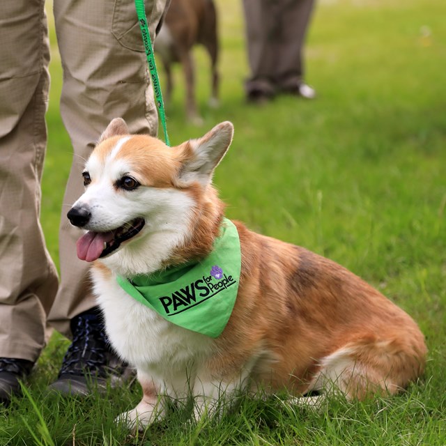 a corgi on a leash wearing a green bandana sits next to its owner's feet