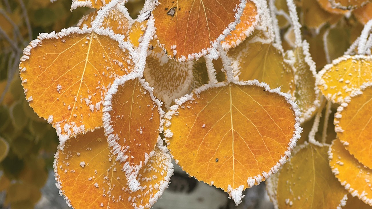 Golden aspen leaves with frosty edges