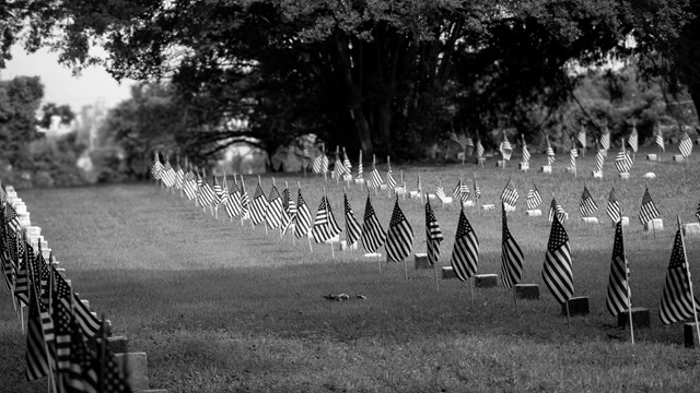 Rows of American flags and tombstones in a grass field