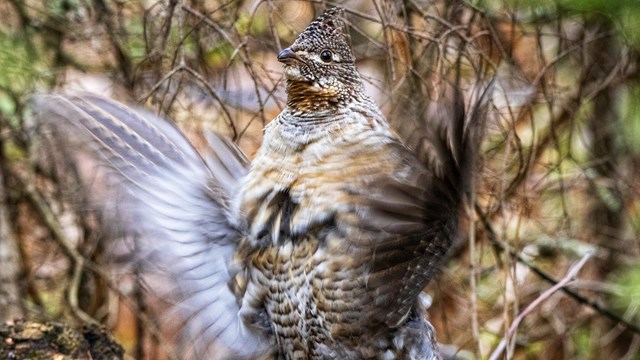 Bird on a log