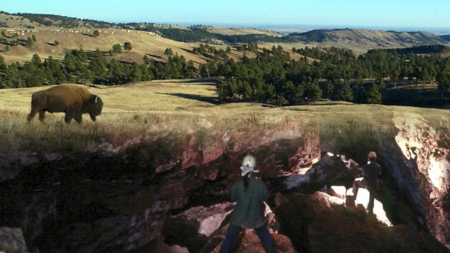 bison walking prairie with cavers exploring below