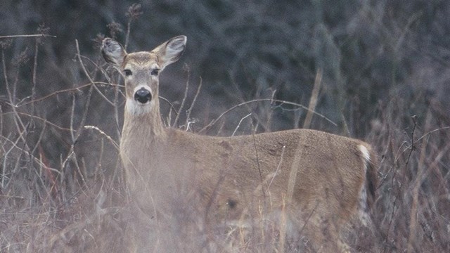 Female deer faces camera. Her legs are obscured by tall, dry grass.