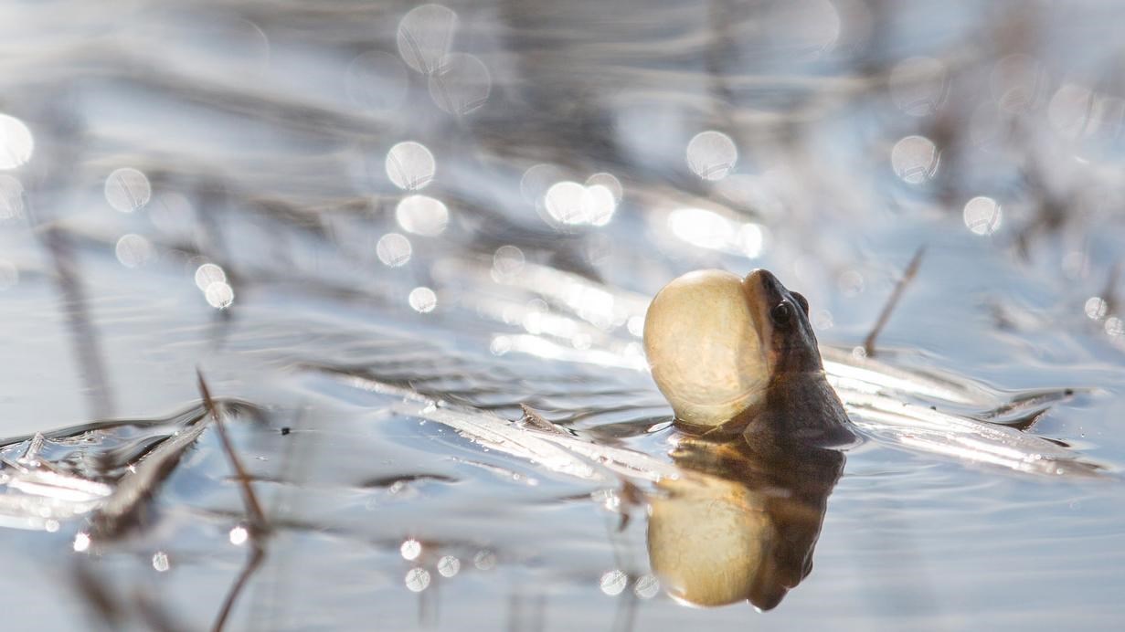 A frog with stretched chin in water