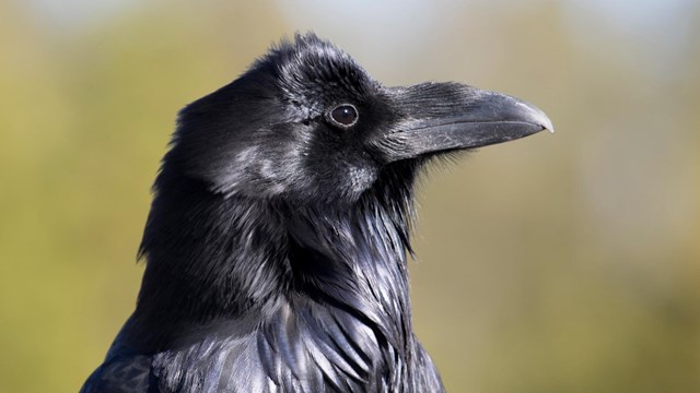 Profile of a raven's head and chest