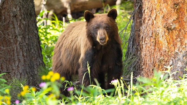 black bear in tall grass
