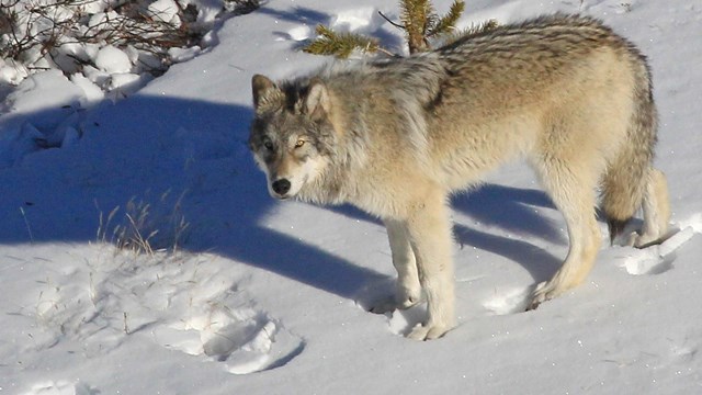 A lone wolf standing in a snowy field watches the photographer take its picture